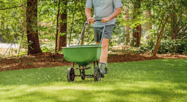 man spreading fertilizer with manual broadcast spreader