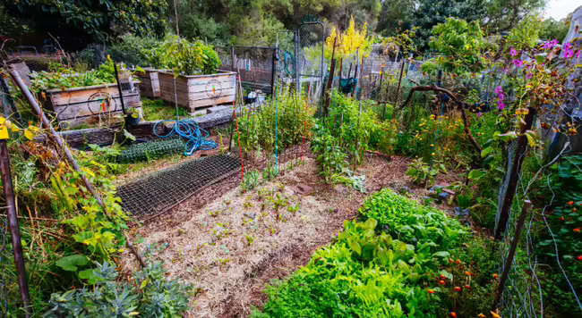 plants growing in raised garden bed and inground garden beds