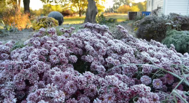 A purple garden mum in the foreground with frost on the flowers in the early morning sun