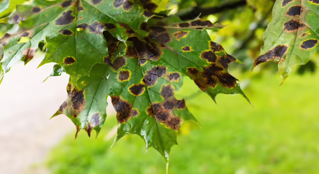 A fungal leaf disease on maple leaves in the form of dark spots caused by the pathogen Rhytisma acerinum, tar spot