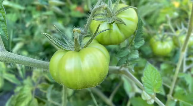 Green tomatoes growing in the garden