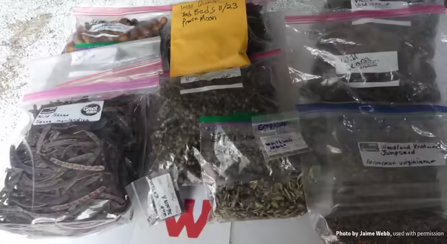 plastic zip top bags labeled with various species of native Illinois prairie seeds