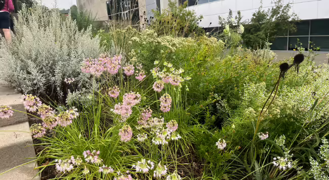 a naturalized landscape bed