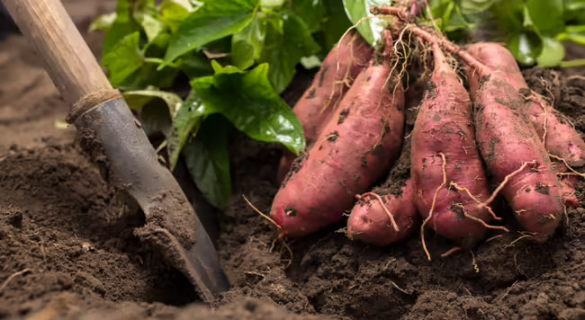 a digging spade in the ground next to a cluster of freshly harvested sweet potatoes