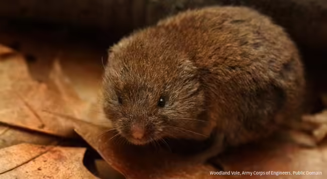 A woodland vole staring at the camera lens giving its best blue steel