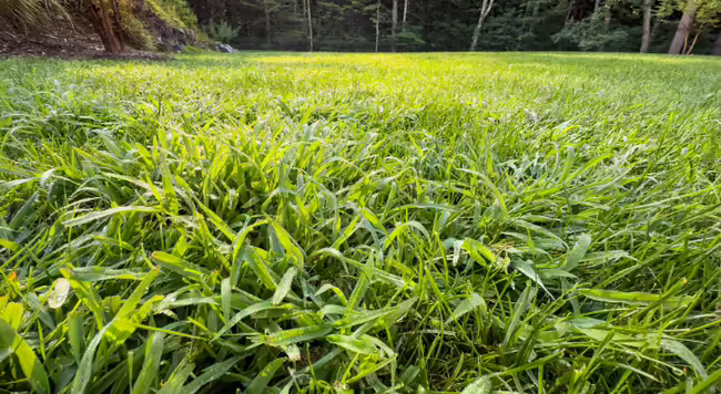 Crabgrass stages a takover of the lawn - crabgrass looking very healthy as it spreads in grass in a suburban back yard