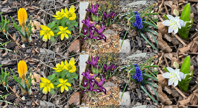 A crocus 'Yellow Mammoth', winter aconite, netted iris, grape hyacinth and scilla flower.