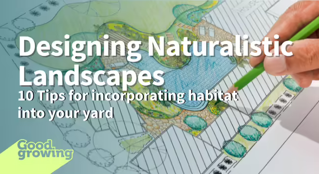 A hand color rendering a landscape plan