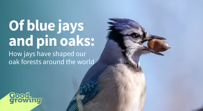 blue jay bird holding an acorn in its beak