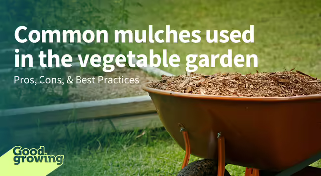 wheelbarrow of mulch with raised garden bed in background