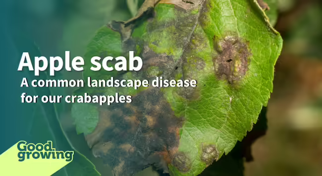 apple leaf with apple scab