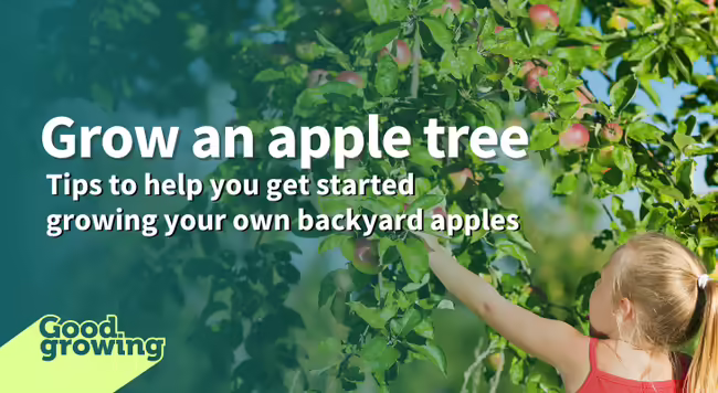 young girl picking an apple from an apple tree
