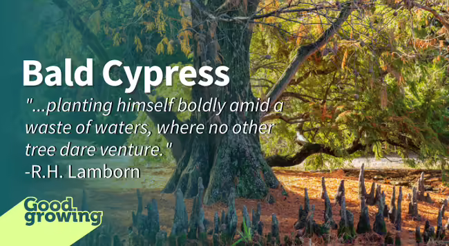 Bald cypress tree
