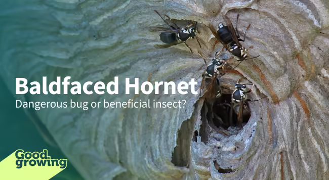 baldfaced hornets entering and leaving their nest