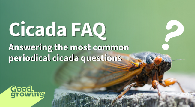 A quizzical cicada