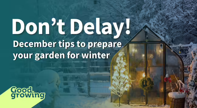 a backyard greenhouse with a lighted holiday tree and wreath