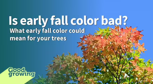 a sweetgum tree beginning to change to a red fall color