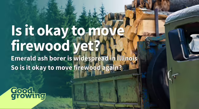 truck hauling firewood