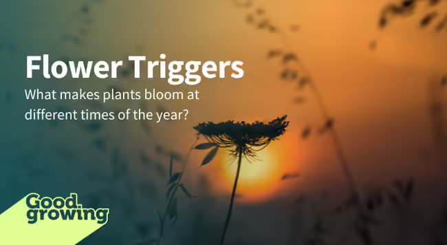 flowerhead in the sunset