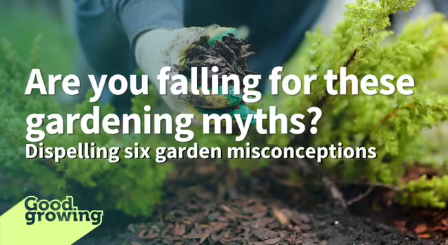 A hand placing mulch at the base of a plant