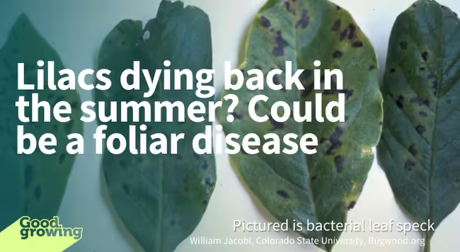 diseased lilac leaves