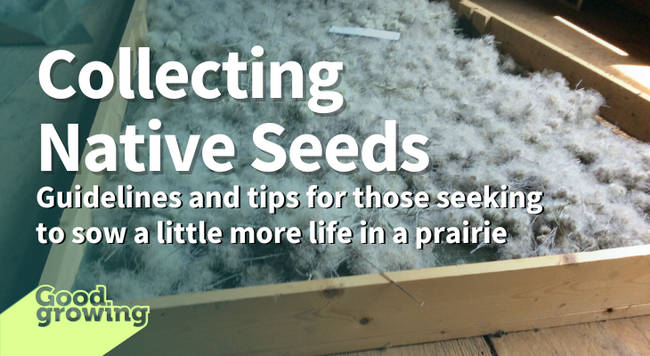 A wooden frame holding native seed collected at Nachusa Grasslands in Northern Illinois