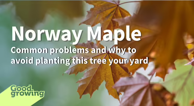 Norway maple leaves