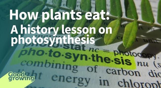 Photosynthesis definition