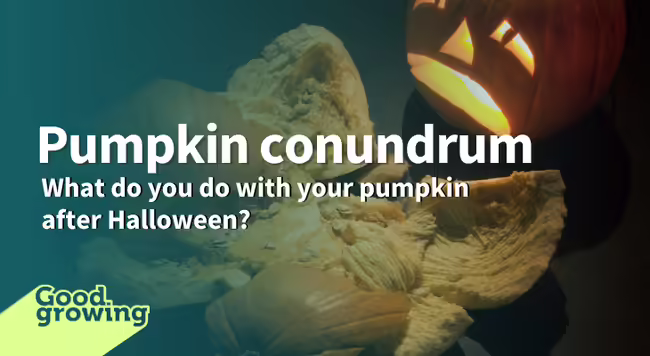 Sad pumpkin looking at smashed pumpkin