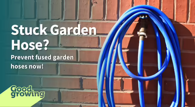 garden hose hanging on a spigot