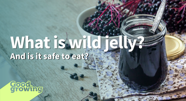 Elderberry jelly in a jar with elderberries in a bowl in the background