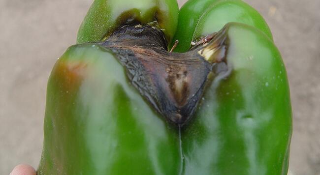 blossom end rot on pepper plant
