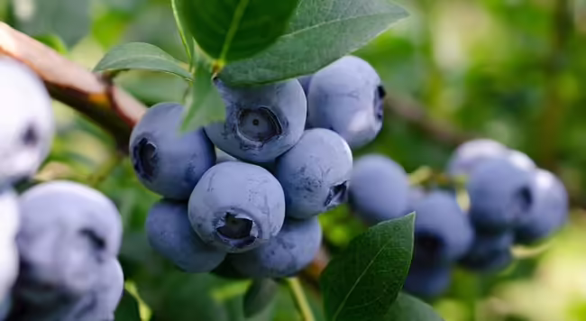 blueberry bush