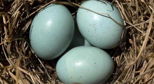 A nest of blue bird eggs
