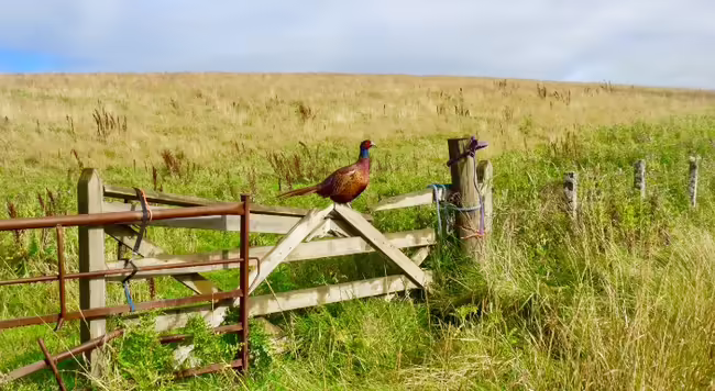 Pheasant sitting on fence in farm field