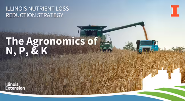 Combine harvesting corn