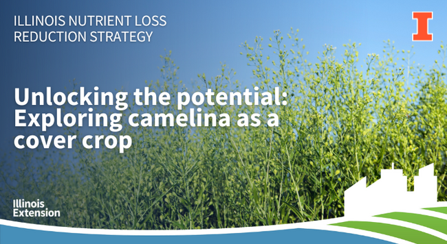 Camelina growing in a field