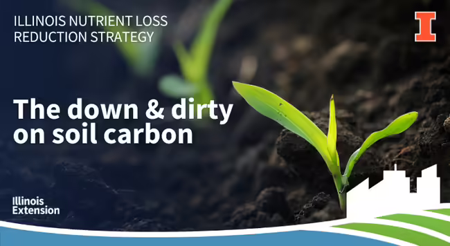 Corn plant in dark soil