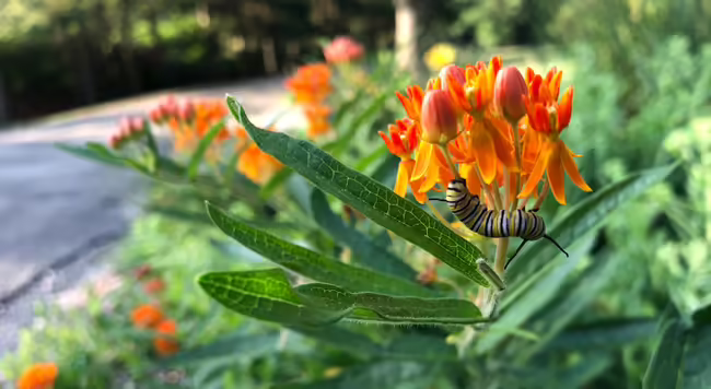 Monarch caterpillar feeds on orange butterflyweed