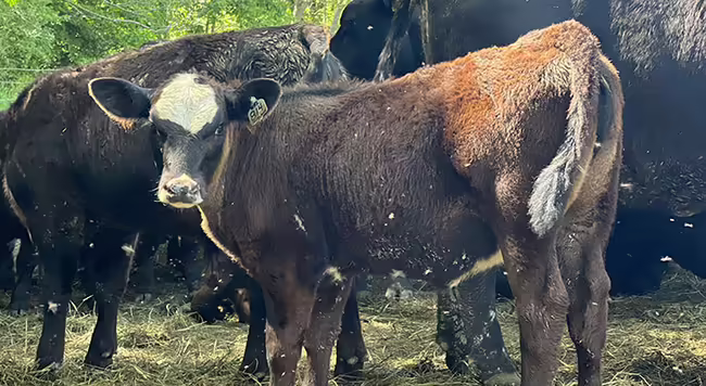 calf swatting flies away