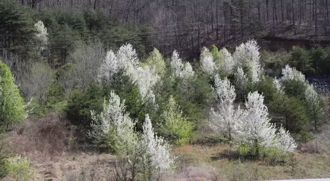 Callery pear trees in bloom on a hill.