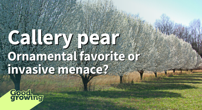 Callery pear: Ornamental favorite or invasive menace? A row of callery pear trees full of white blossoms
