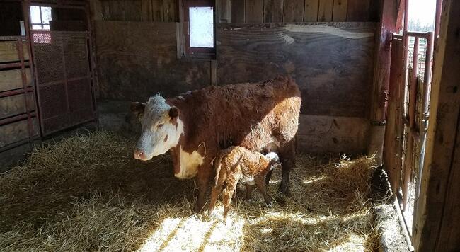 Cow with calf