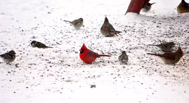 birds in the snow