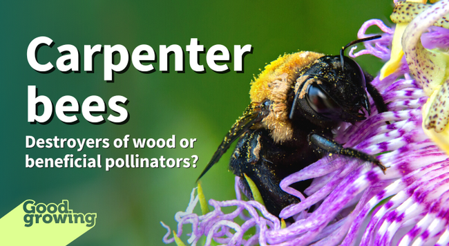 Carpenter bees: Destroyers of wood or beneficial pollinators? Carpenter bee on a purple passion flower