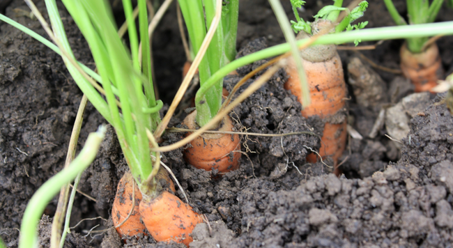 a close up of carrots growing in soil