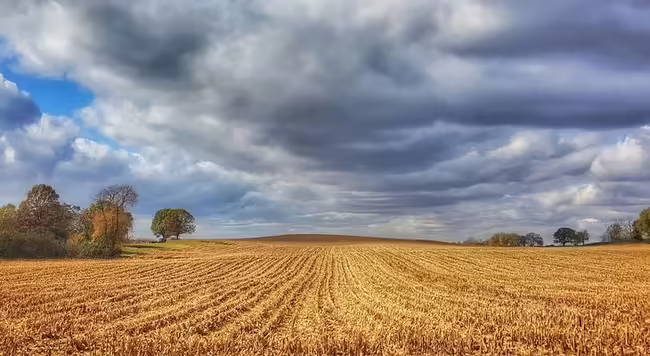 Cumulus clouds loom over rows of harvested corn with trees in the background. 