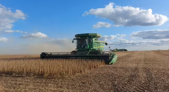 A combine harvests corn with blue skies and cumulus clouds in the background.