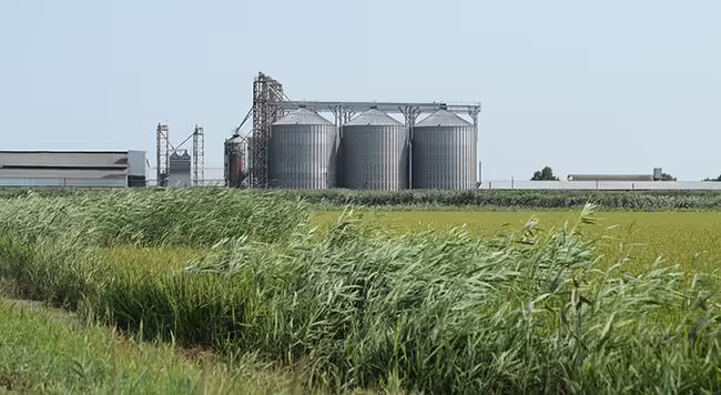 A green field with grain bins in the background. 