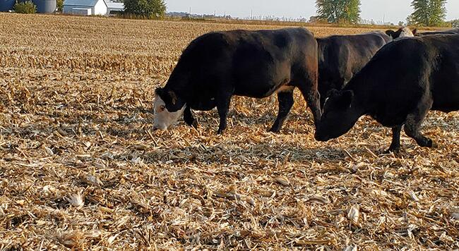 Small group of black and white Simmental cows grazing in cornstalks.
